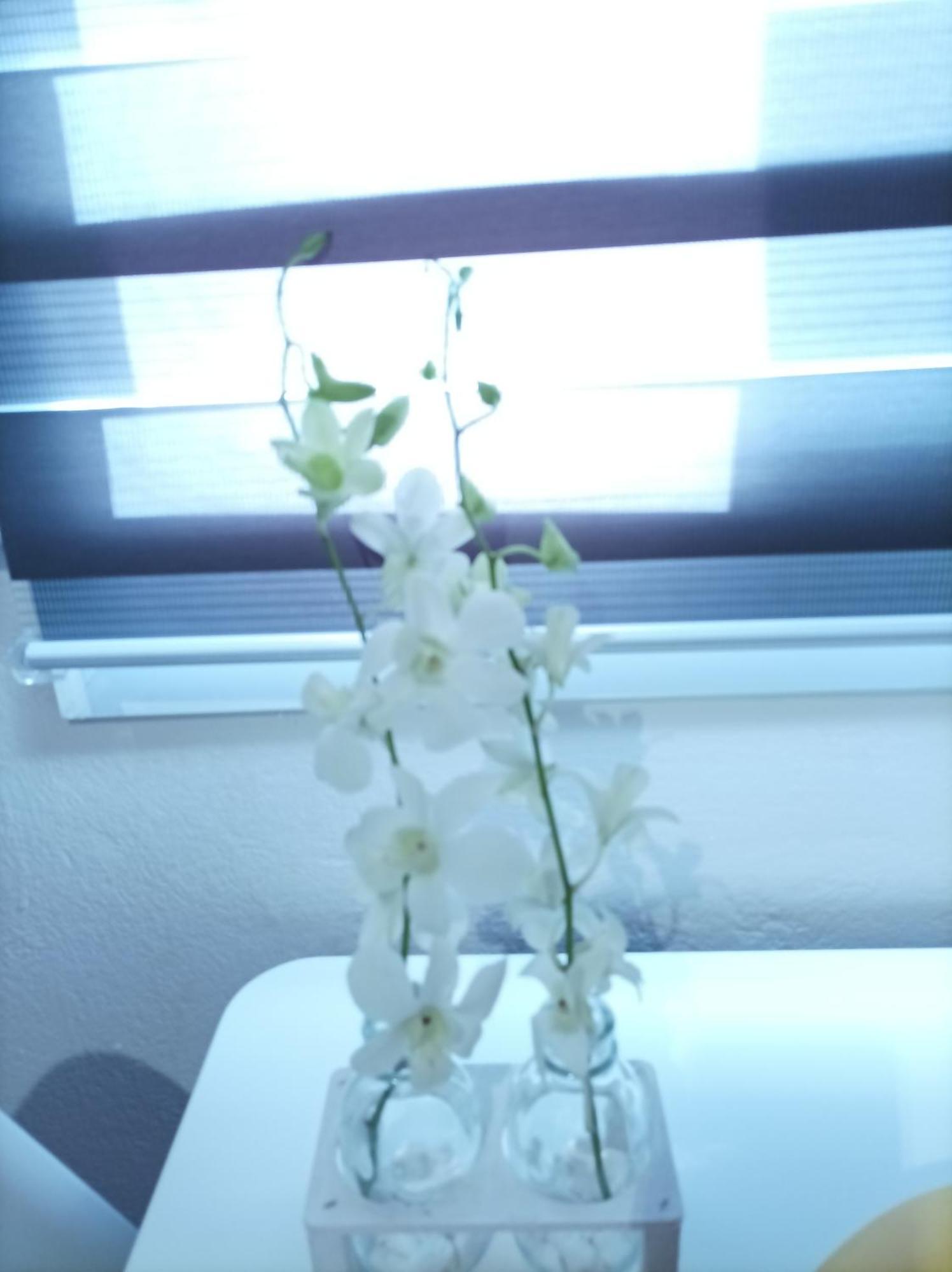 V&E'S Apartments Pigadhia  외부 사진